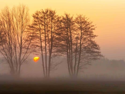 Wald 0208010